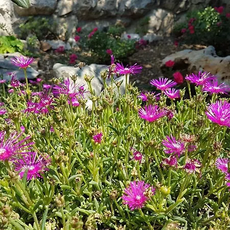 Gorana * Crikvenica