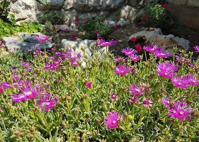 Gorana * Crikvenica